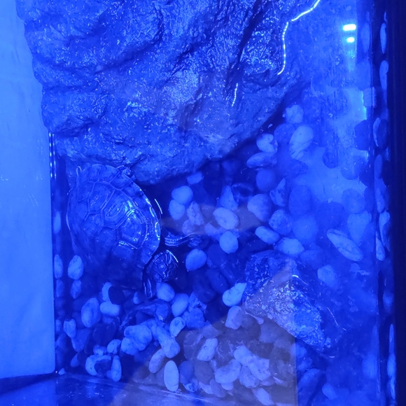 Other - turtle tank with stones and a baby turtle and two cans of new turtle food
